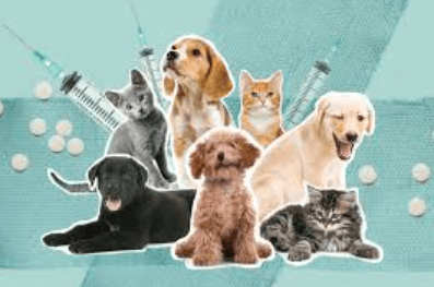 The Future of Pet Insurance: Trends and Innovations in Coverage