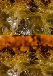 Biodegradation